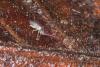 Tomocerus minor